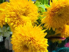 -茶马花街(城西银泰城店)