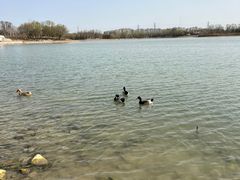 -大兴滨河森林公园