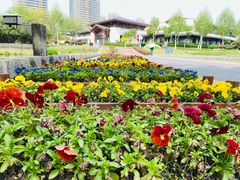 -合肥滨湖国家森林公园