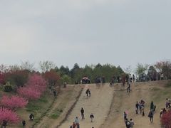 -秀丽东方