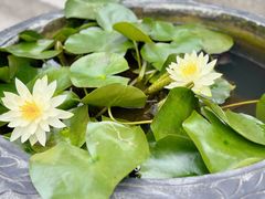 -深圳仙湖植物园