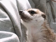 -藦茜花园宠物主题亲子互动体验馆(国顺东路店)