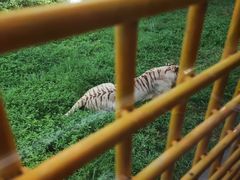 -上海野生动物园