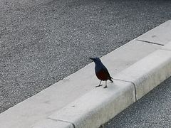 -濑长岛