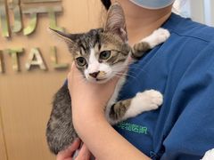 -瑞派康怡24h宠物医院·犬猫医疗中心·微创绝育(瑞景分院)