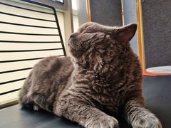 -米宠家·撸猫猫咖小萌宠·猫咪洗澡·猫咪寄养(高新大都荟店)