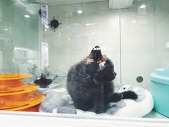 蓝猫-糯米喵星人·撸猫猫舍咖啡馆(西市场嘉华店)