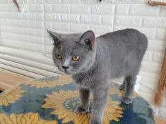 -平行世界·猫咖(首经贸店)