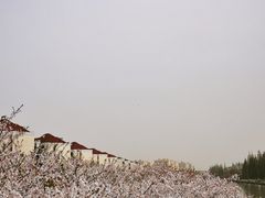 -高东镇樱花园