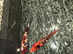 -牛街·马辈儿涮肉(牛街总店)