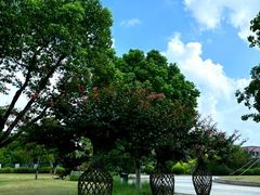 -羊山湖公园