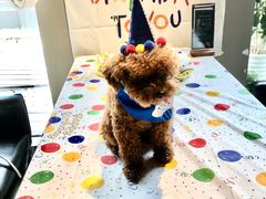 -百好乐宠物友好餐厅(朝外大街店)