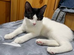 -中农大我爱我爱动物医院·核磁CT·猫病·24小时夜诊中心(石佛营店)
