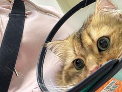 -艾贝尔宠物诊疗