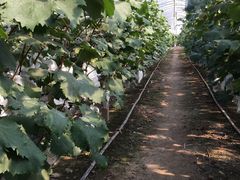 -马陆小张葡萄园农家乐