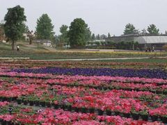 -三圣花乡旅游区