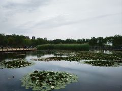-绿堤公园
