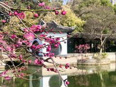 -红梅公园