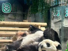 -栾川竹海野生动物园