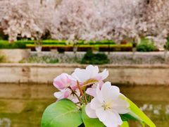 -海棠花溪(元大都城垣遗址公园)