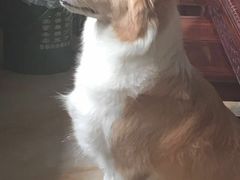 -严国平动物医院(德政总院)