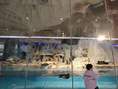 -帝企鹅自助餐厅•儿童岛•真企鹅(长隆企鹅酒店)