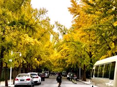 -三里屯东五街银杏大道