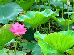 -洪湖生态旅游区