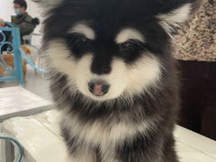 -Let's go狗咖·猫咖·奶狗·桌游(春熙路IFS店)