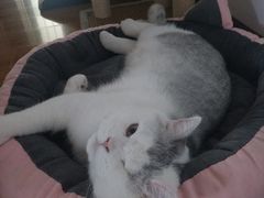 -芭比堂动物医院·犬猫全科·异宠专科(雁塔分院)
