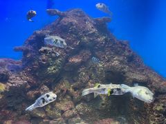 -泉城欧乐堡海洋极地世界