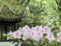 -上海醉白池公园