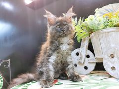 -十年猫舍·猫咪专门店(普陀店)