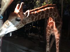 -清迈夜间动物园