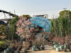 -龙大花卉苗木市场