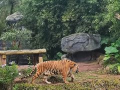 -海南热带野生动植物园