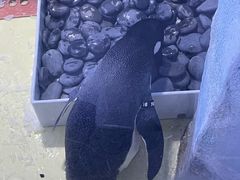 -上海海昌海洋公园