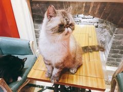 -猫色咖啡·猫咖
