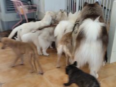 -Let's go狗咖·猫咖·奶狗·桌游(春熙路IFS店)