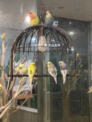 -神奇动物撸宠馆·羊驼·小浣熊·异宠(豫园店)