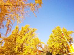 -三里屯东五街银杏大道