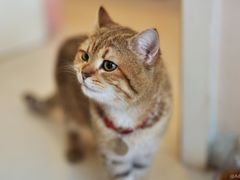 -名猫咖啡馆·撸猫·拼豆