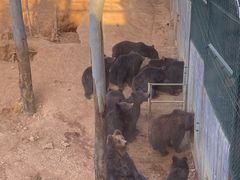 -泉州海丝野生动物世界