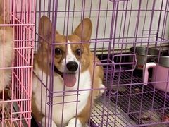 -A猫a狗全科·犬猫异宠·芥西宠物医院(南开总院)