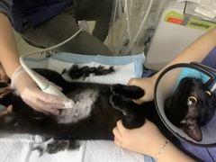 -福州肆爪动物医院