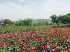 -龙寺生态园