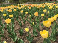 -长春公园(普阳街道)