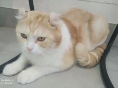 -Heymao猫咖.咖啡厅(东门店)