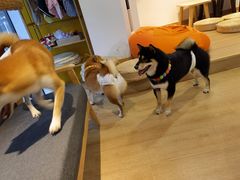-南京Hallo宠物乐园·哈罗犬舍·柴犬繁育基地
