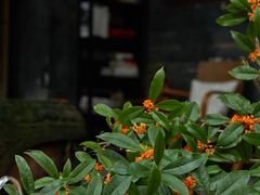 -安仁古镇